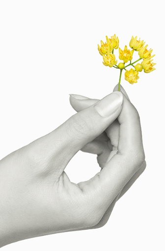LINDEN SCENT
