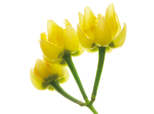 THE GINZA リンデンアロマ